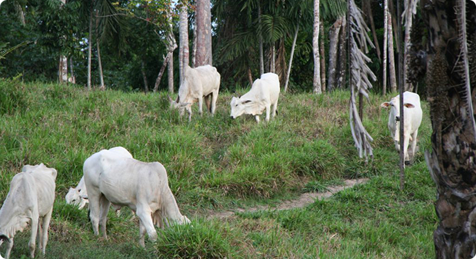 Amazon Rainforest Protection